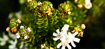 Picture of flowering bush